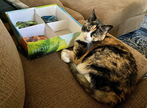 Calico Cat curled up with game box