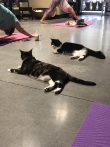 two cats stretched out on the floor