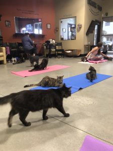 A roomful of cats and yoga mats